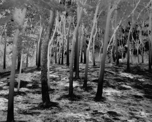s08 thermal forest